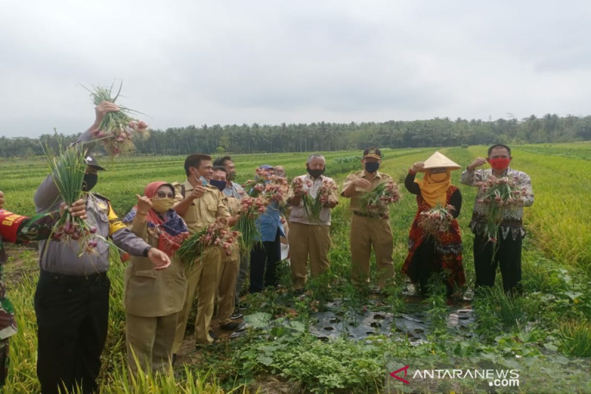 Petani Kulon Progo panen bawang merah sistem mulsa seluas dua hektare