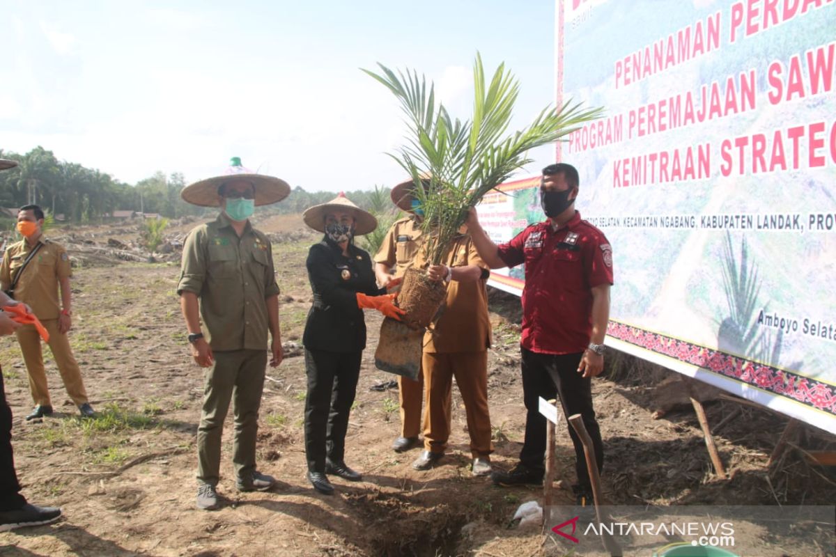 Kabupaten Landak lakukan peremajaan sawit masyarakat