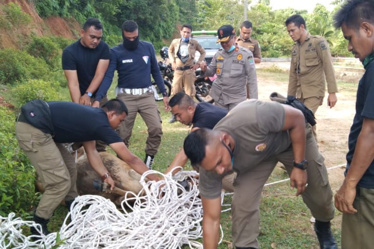 Pemkab Aceh Jaya mulai tertibkan hewan ternak berkeliaran di jalan raya