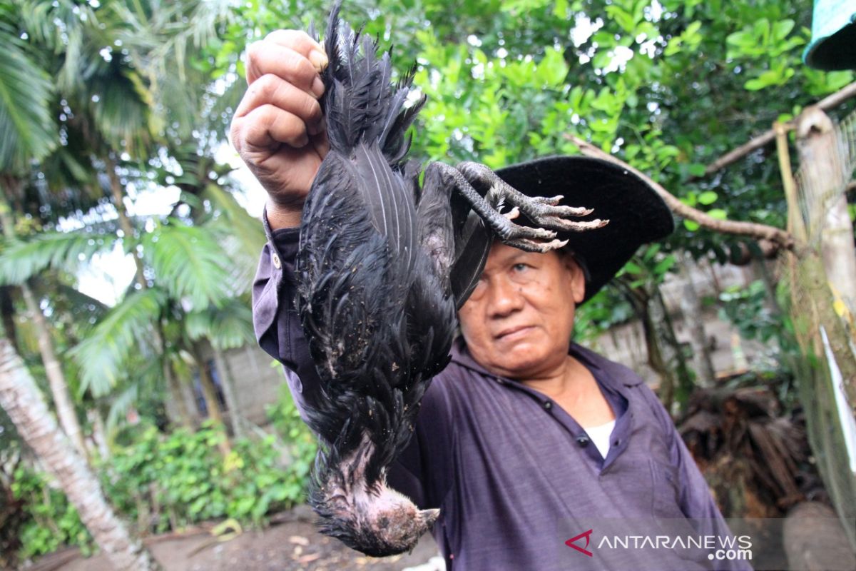 Wabah jangkiti ternak ayam di Aceh Barat