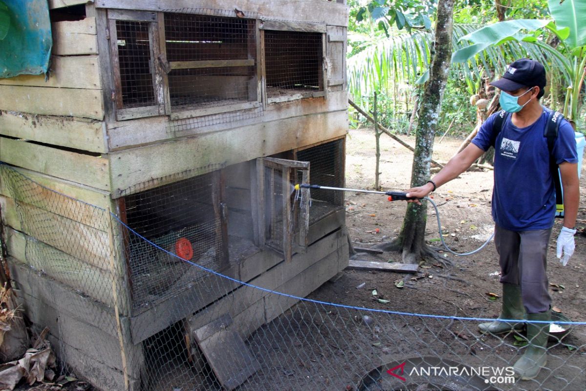 Disinfektan kandang ayam untuk pengendalian wabah