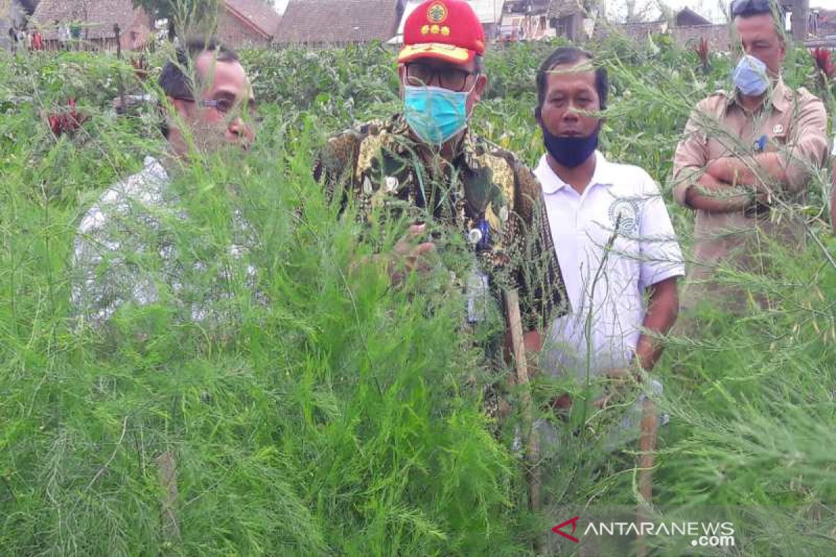 Pemerintah dorong pengembangan asparagus di Temanggung