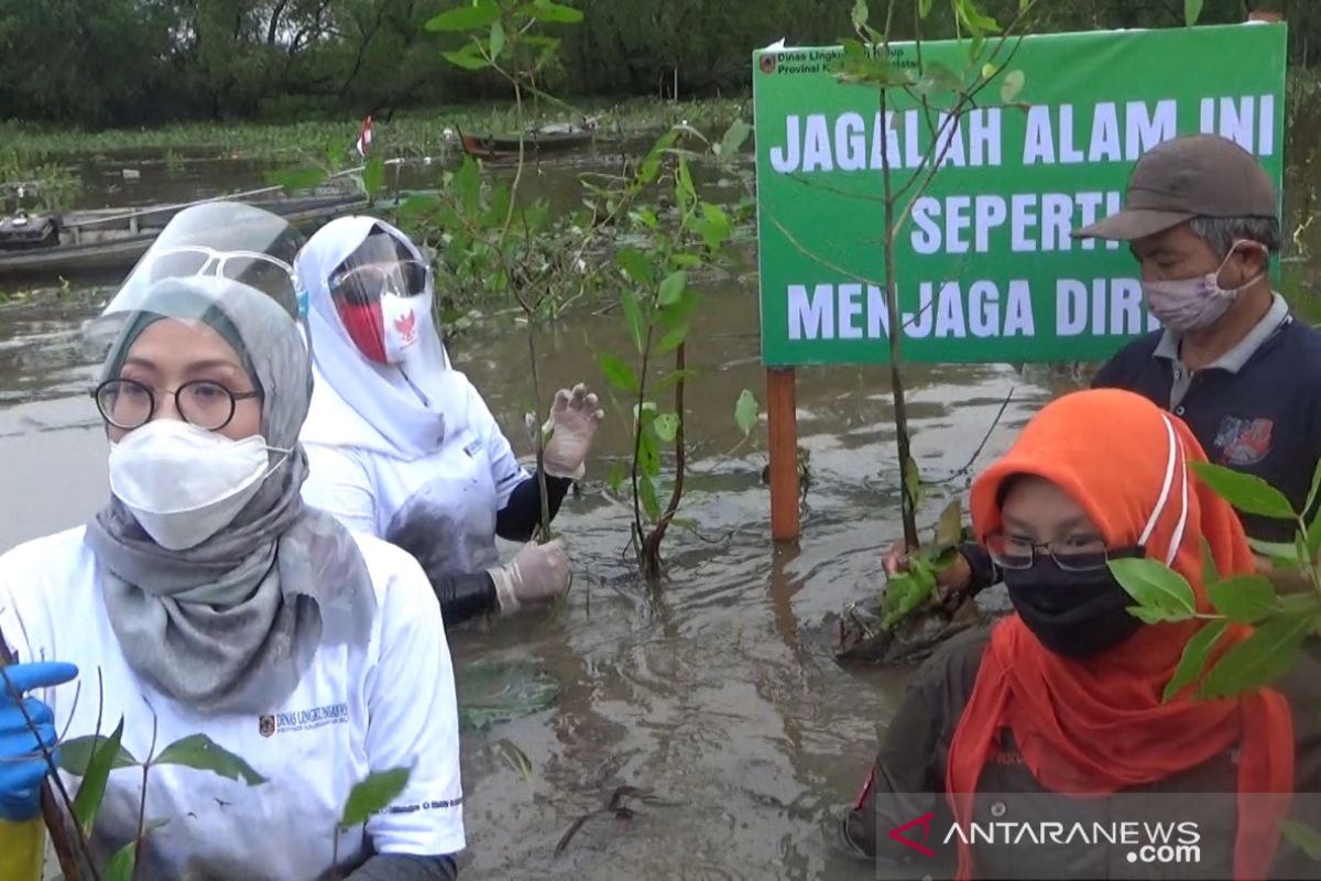S Kalimantan Environment Agency plants mangrove to save flora and fauna