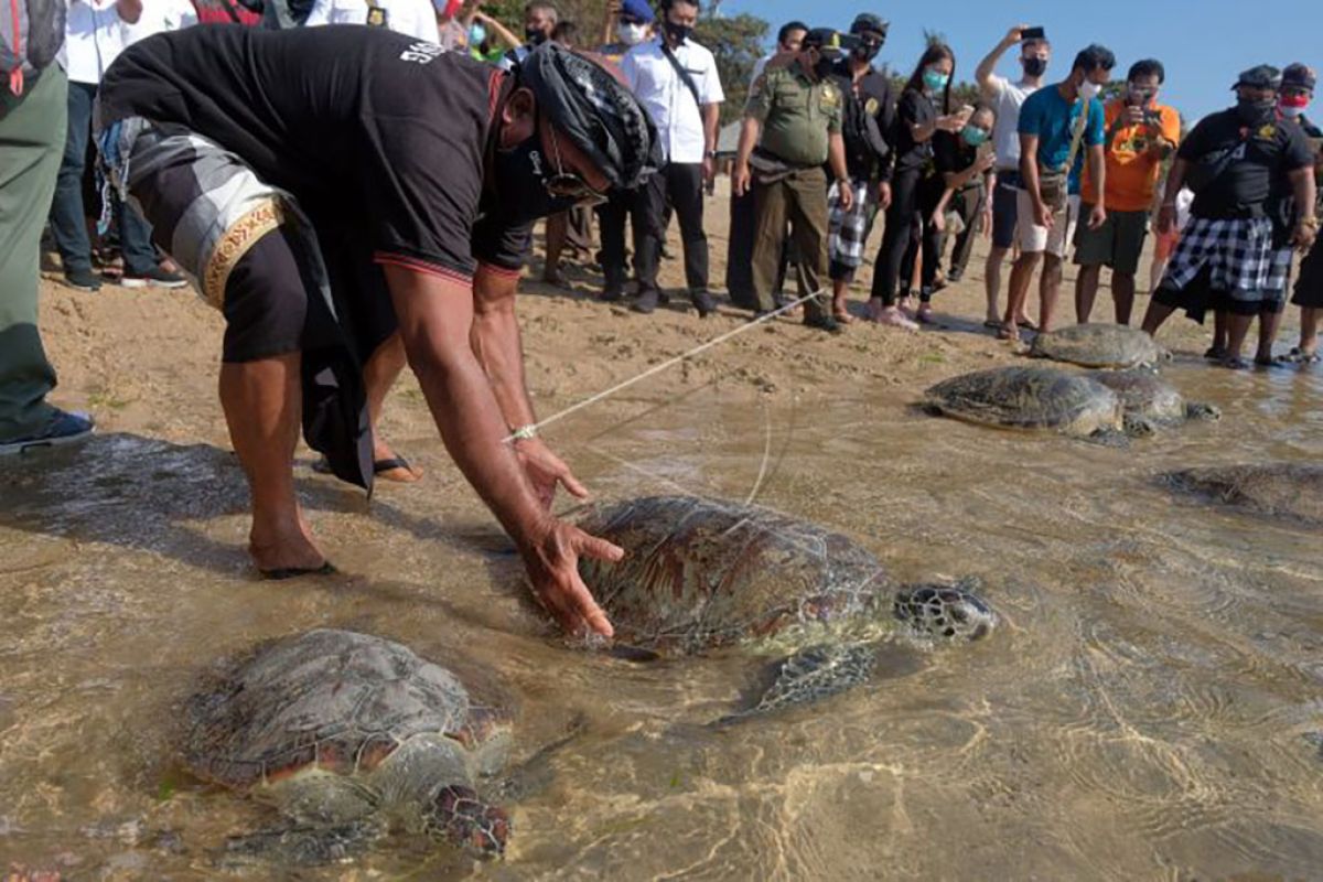 Pelepasliaran penyu di Pantai Sindhu