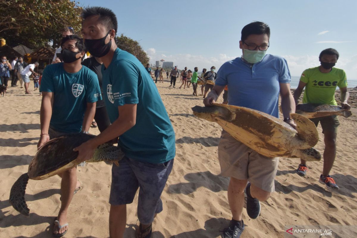 Preservation efforts intensified for Enggano Island's green turtles