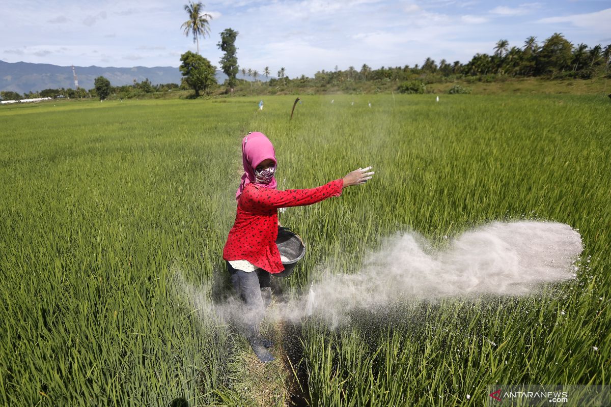 Program Makmur Pupuk Indonesia tingkatkan produktivitas petani padi