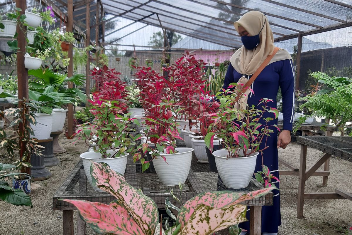 Bisnis bunga hidup di Gorontalo meningkat selama pandemi