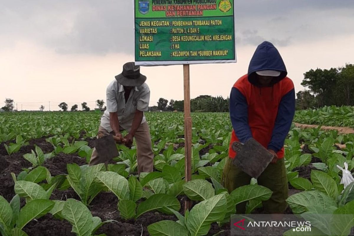 DKPP Probolinggo siapkan tiga lokasi demplot benih tembakau sertifikat