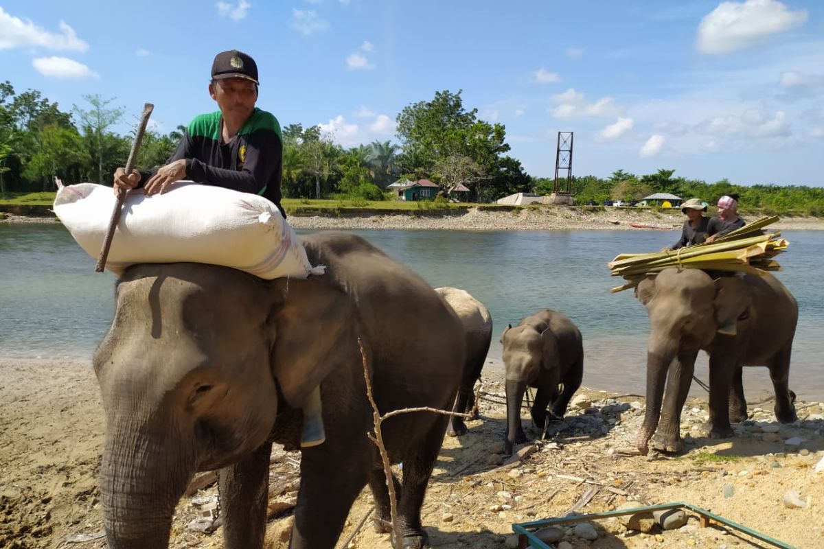 Bentang Seblat harapan terakhir pelestarian gajah Sumatera di Bengkulu
