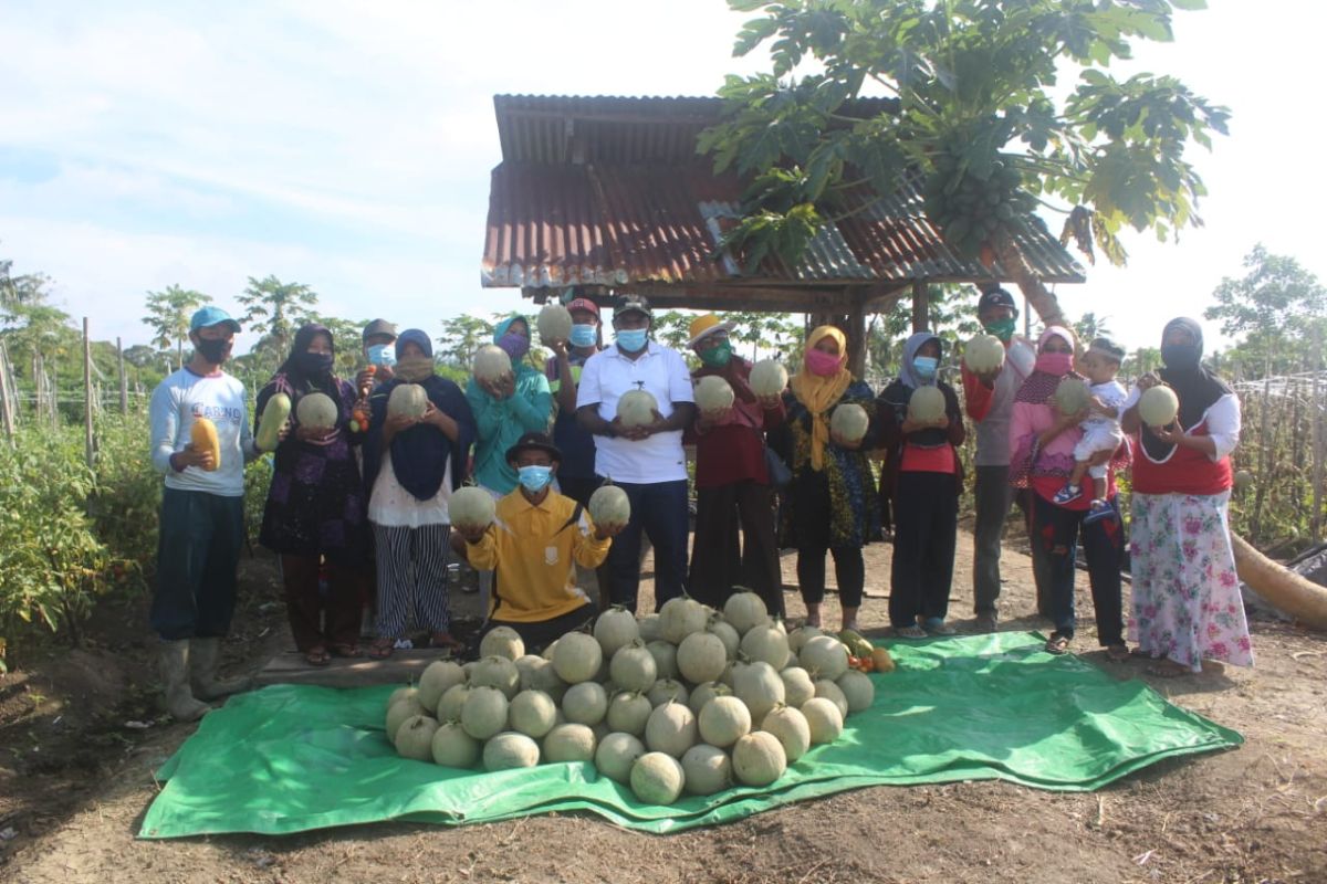 Program pertanian tingkatkan kesejahteraan petani melon