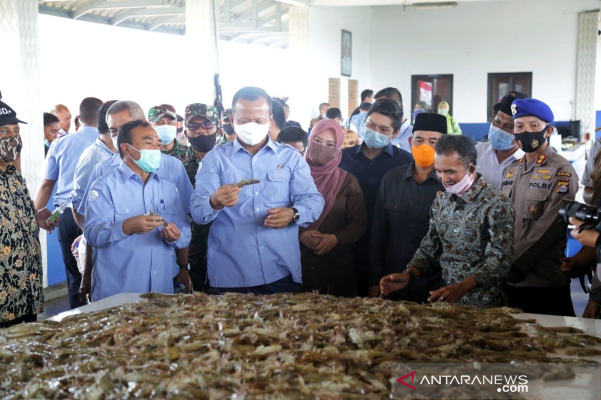 Bupati Pandeglang Dampingi Menteri Edhy Prabowo Panen Raya Udang Vaname