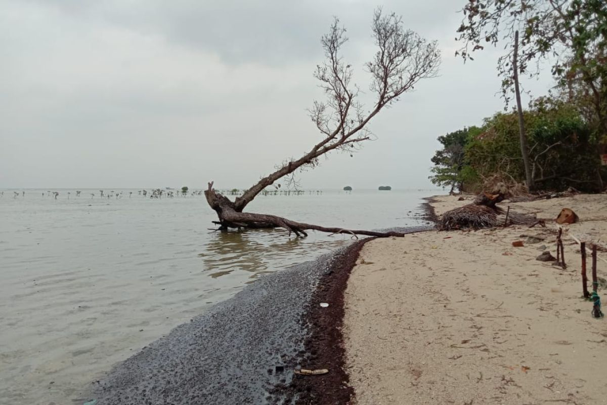 Walhi desak pengambil kebijakan tangani limbah minyak di Pulau Pari