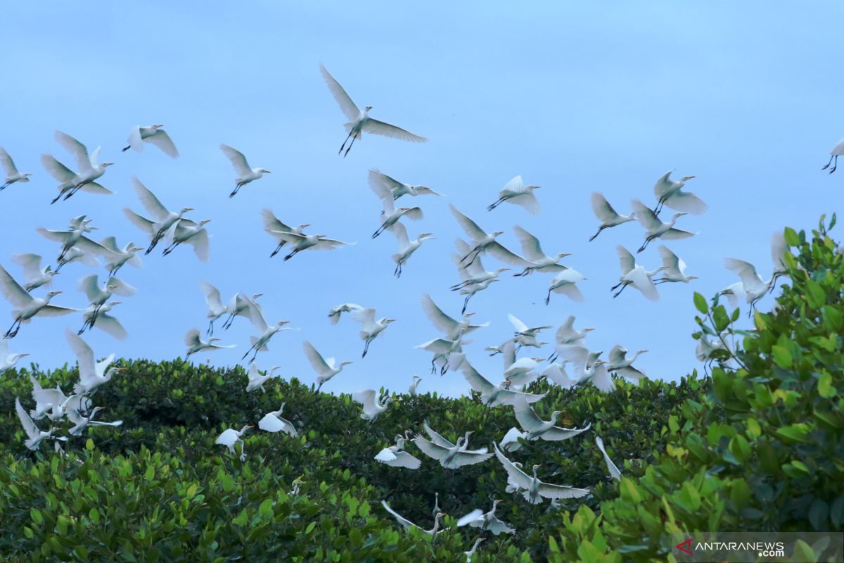 Habitat Burung Kuntul