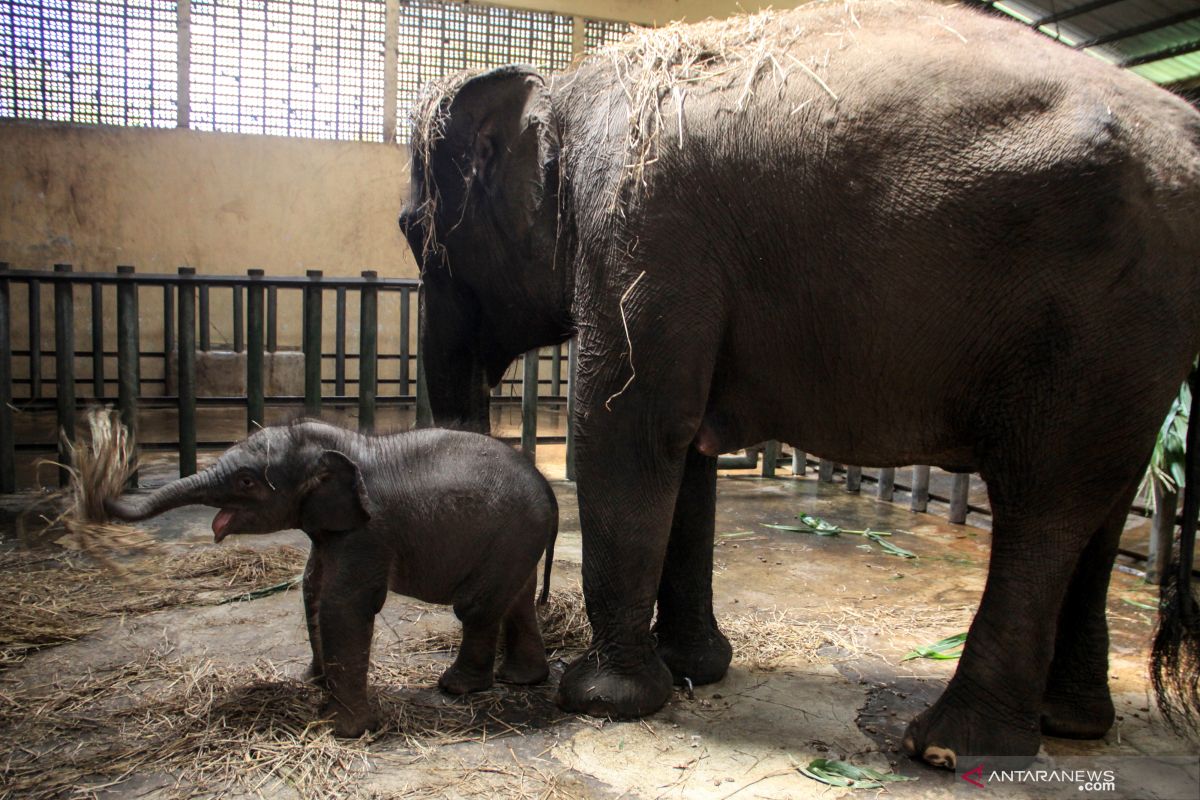 Taman Safari Prigen tambah koleksi gajah Sumatera