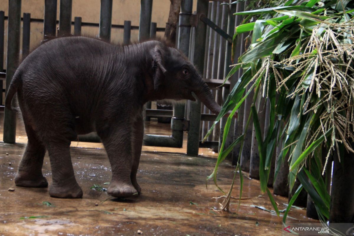 Kebun binatang tertua Jepang menyambut kelahiran bayi gajah pertama