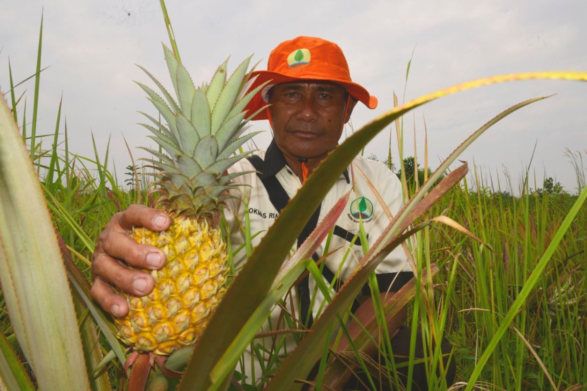 BRG berdayakan petani  lahan gambut  budidaya nanas