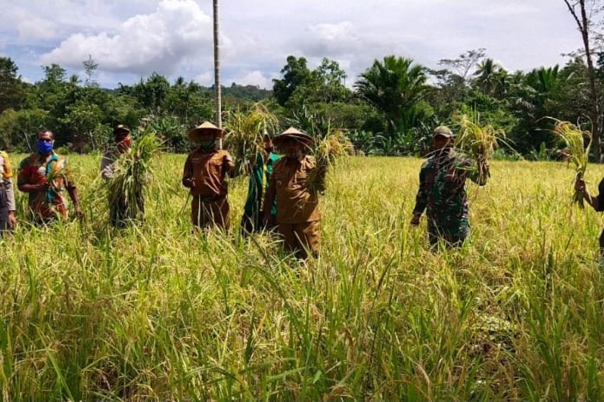 Pemkab Jayapura dorong produktivitas beras lokal menjaga kebutuhan pangan