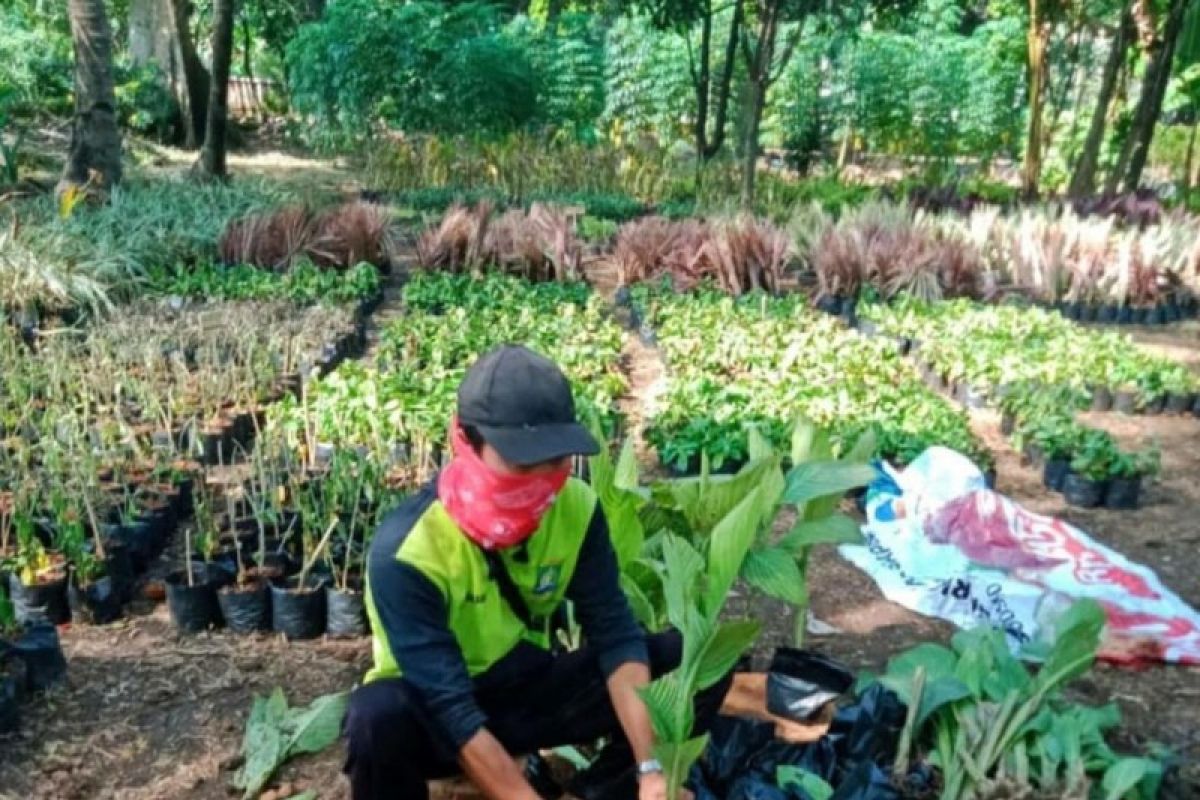 Disbudpar Tangerang hemat Rp350 juta proses pembibitan secara mandiri