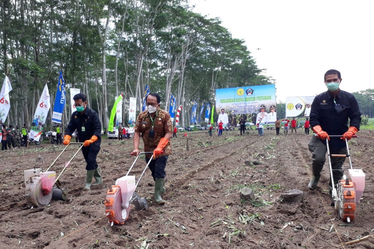 Menteri Pertanian tanam jagung di Blitar