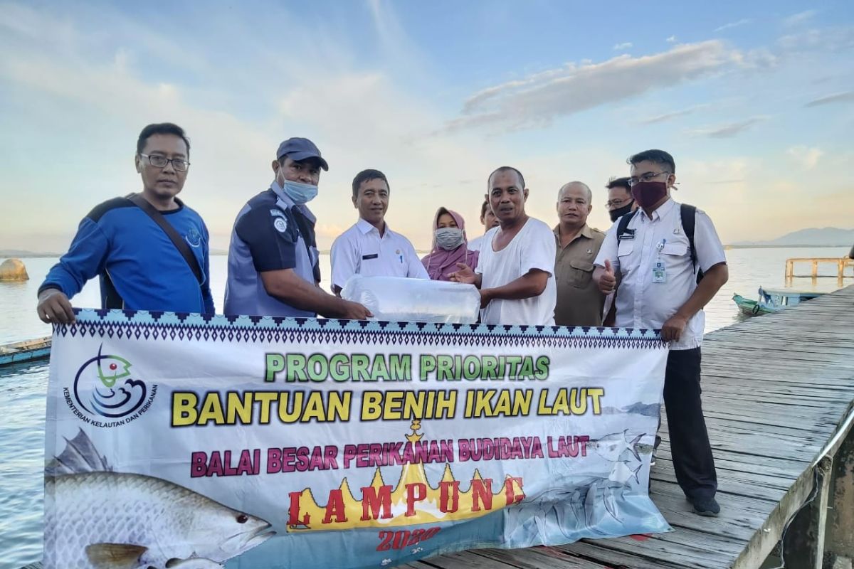 DKP Bangka Barat salurkan bantuan 5.000 benih kerapu