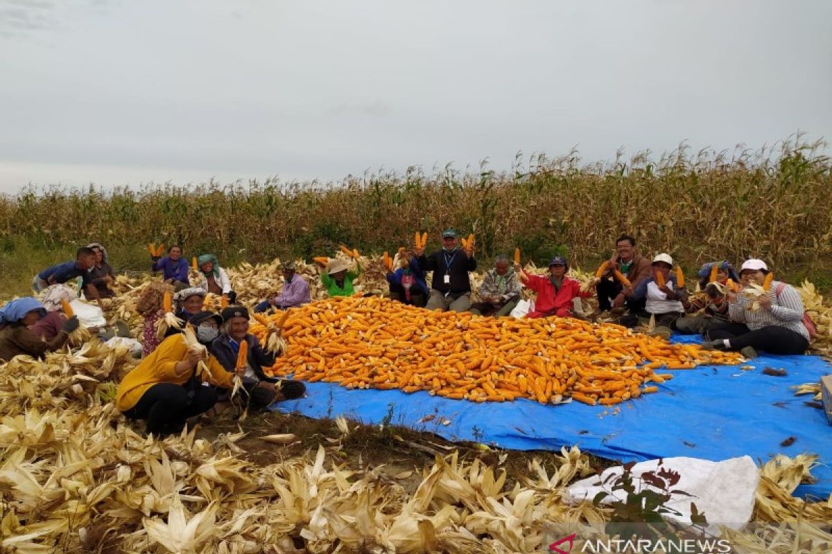 TPL bersama petani binaan panen perdana jagung di Sipahutar Taput