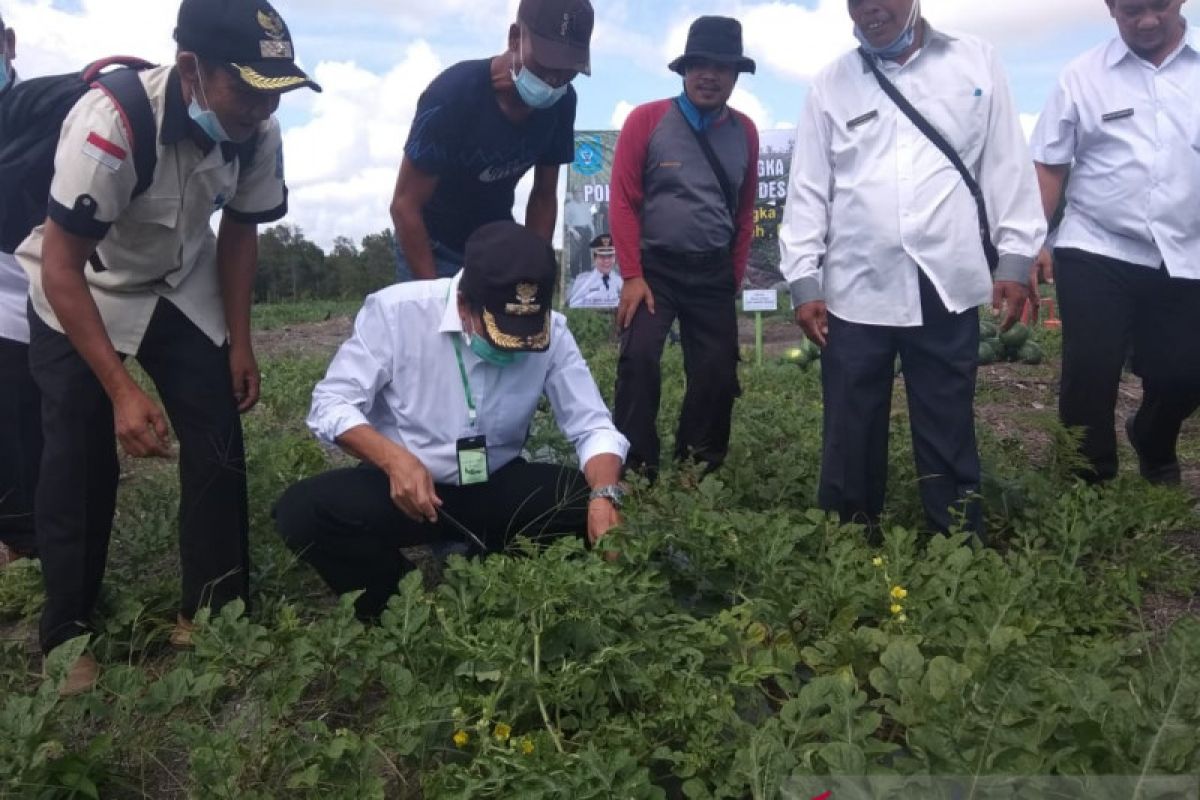 Kelompok Tani Bangka Tengah berhasil panen semangka di lahan kritis