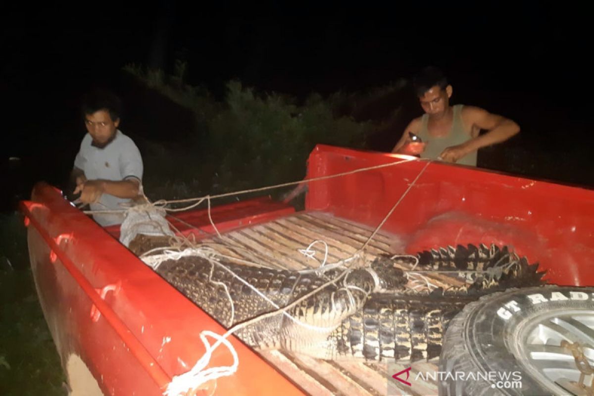 Buaya muara terkam kambing warga Inhil dievakuasi BBKSDA