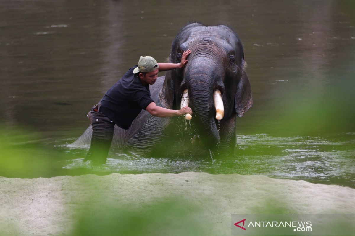 Olo Gajah Jinak Mati