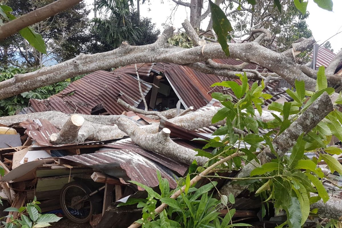 Pohon tumbang hancurkan satu rumah di Bener Meriah