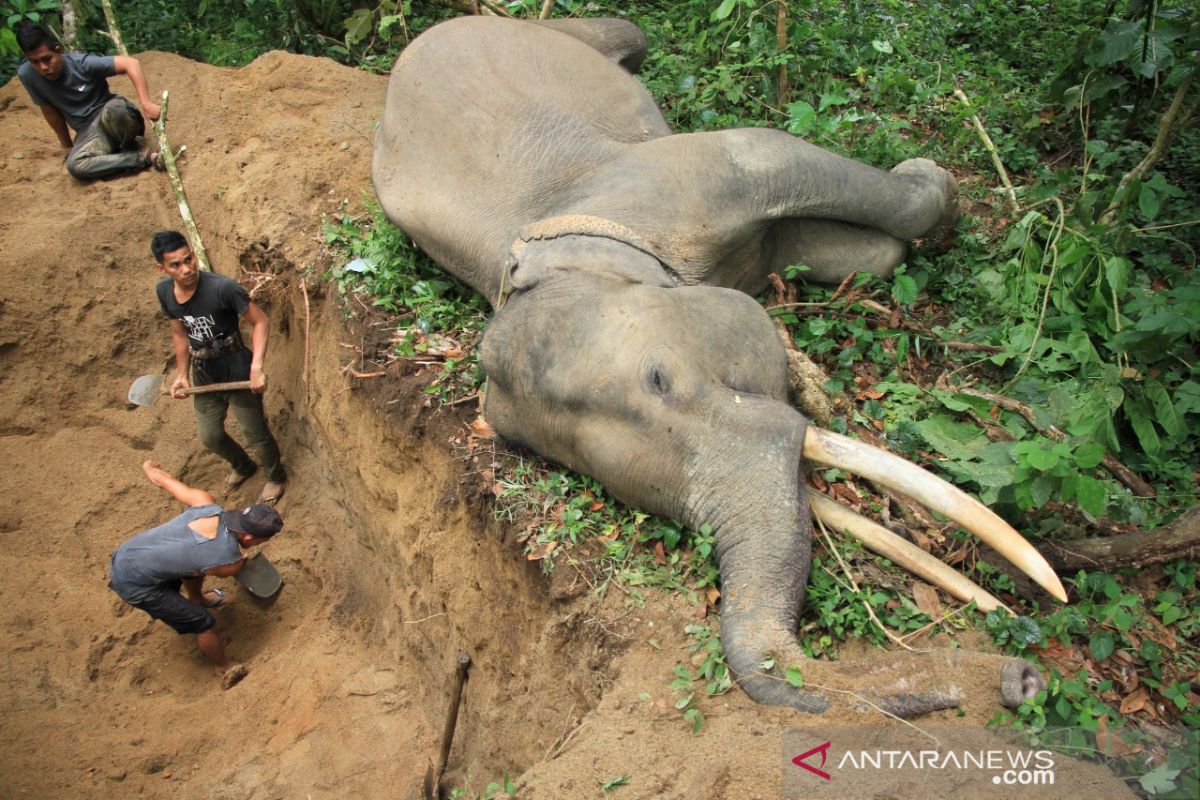 Gajah jinak mati mendadak di Aceh Jaya