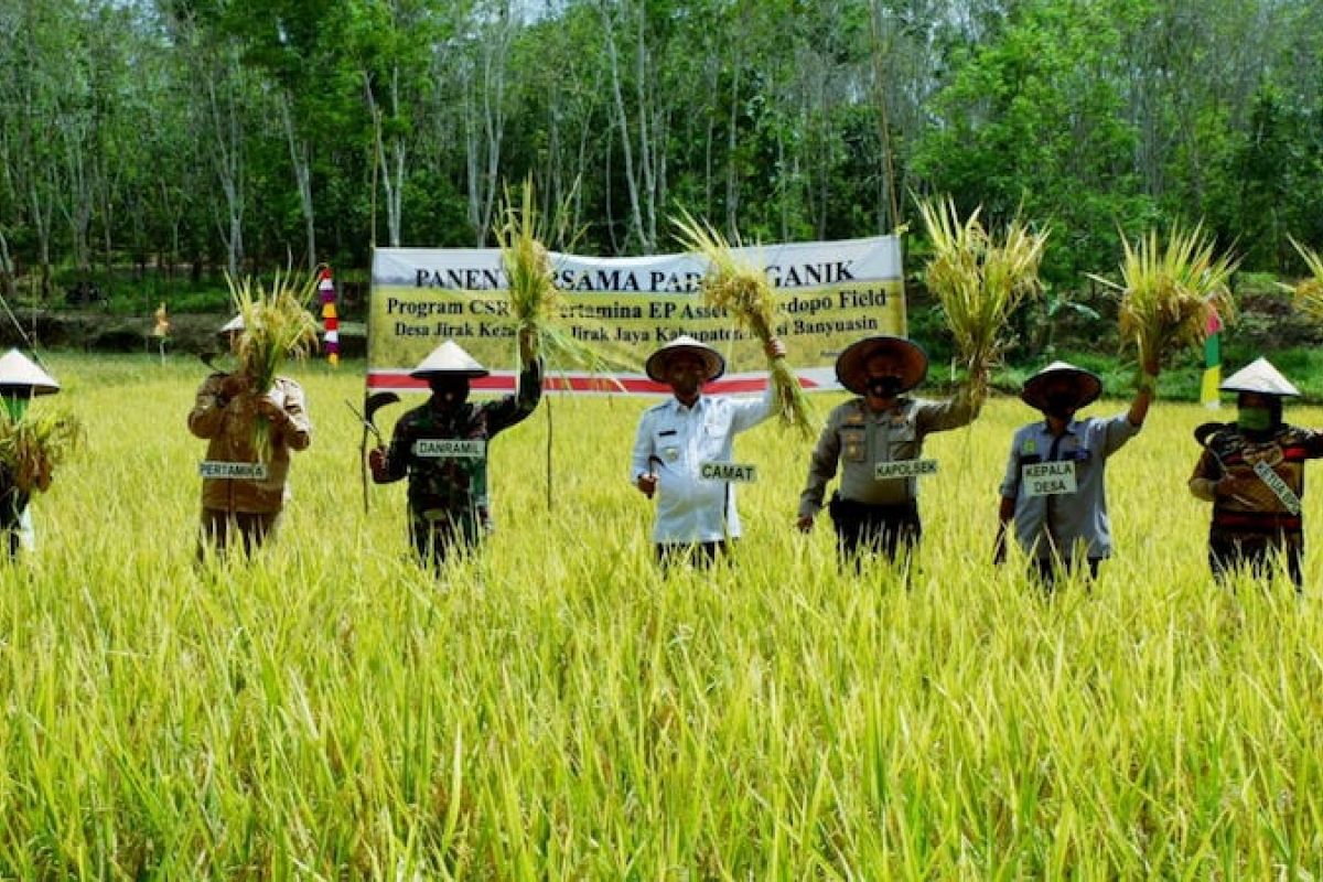 Petani Desa Jirak Kabupaten Muba panen perdana padi organik