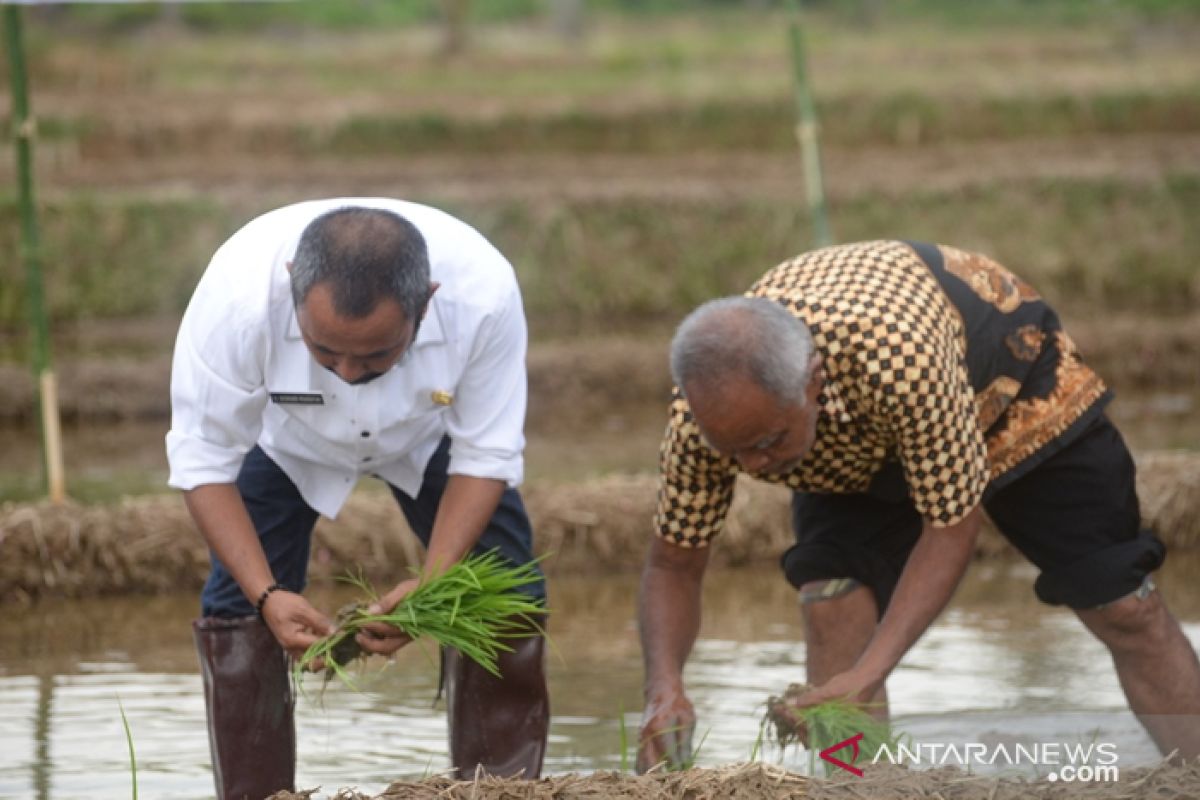 Petani Tapsel sukseskan program percepatan tanam padi