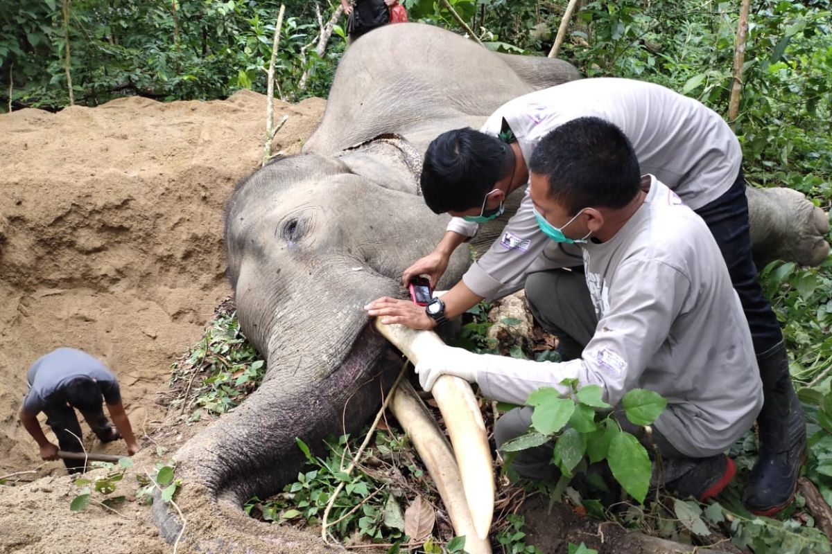 Gajah jinak mati mendadak, berikut penjelasan BKSDA Aceh hasil pemeriksaan tim medis