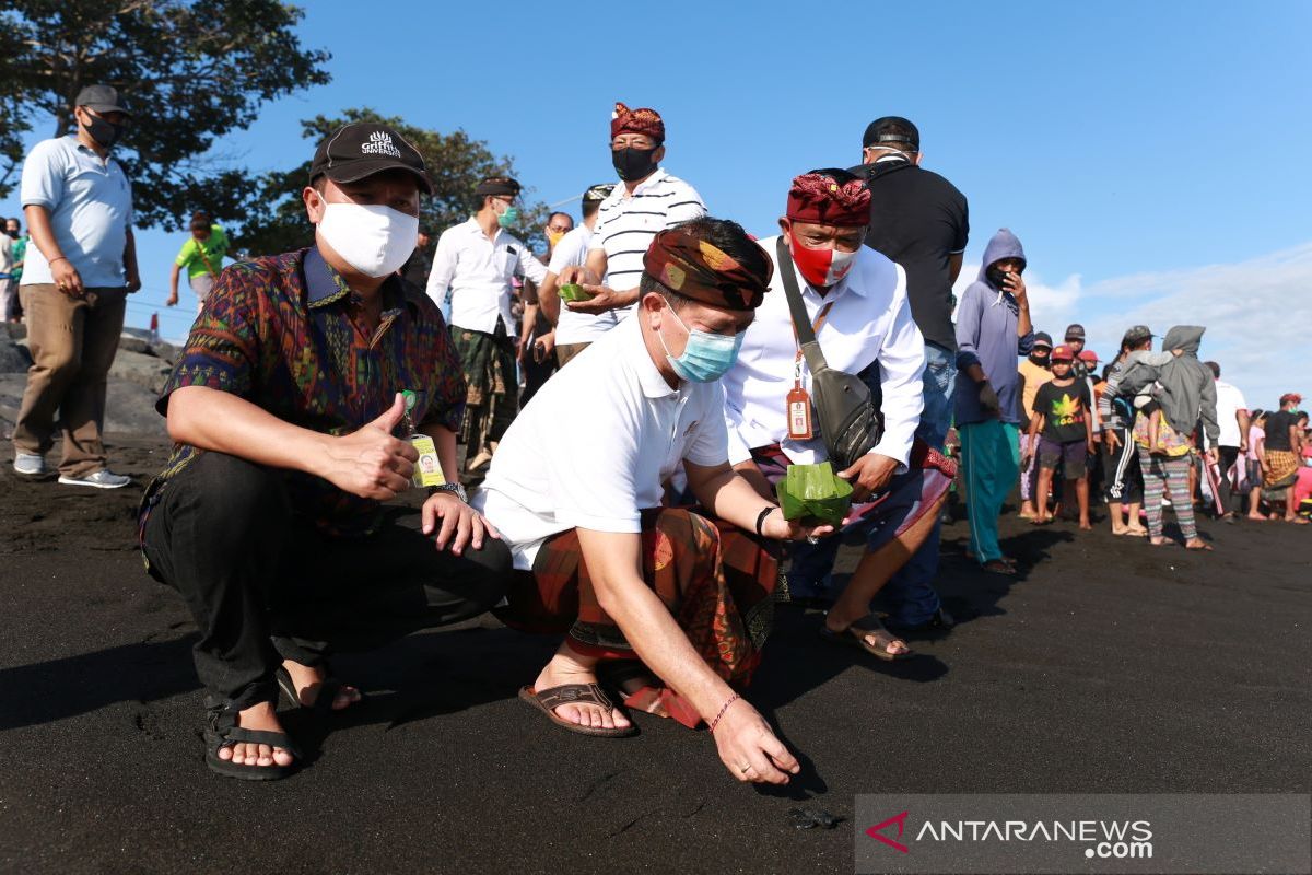 250 ekor tukik dilepasliarkan oleh Bupati dan Wakil Ketua DPRD Klungkung