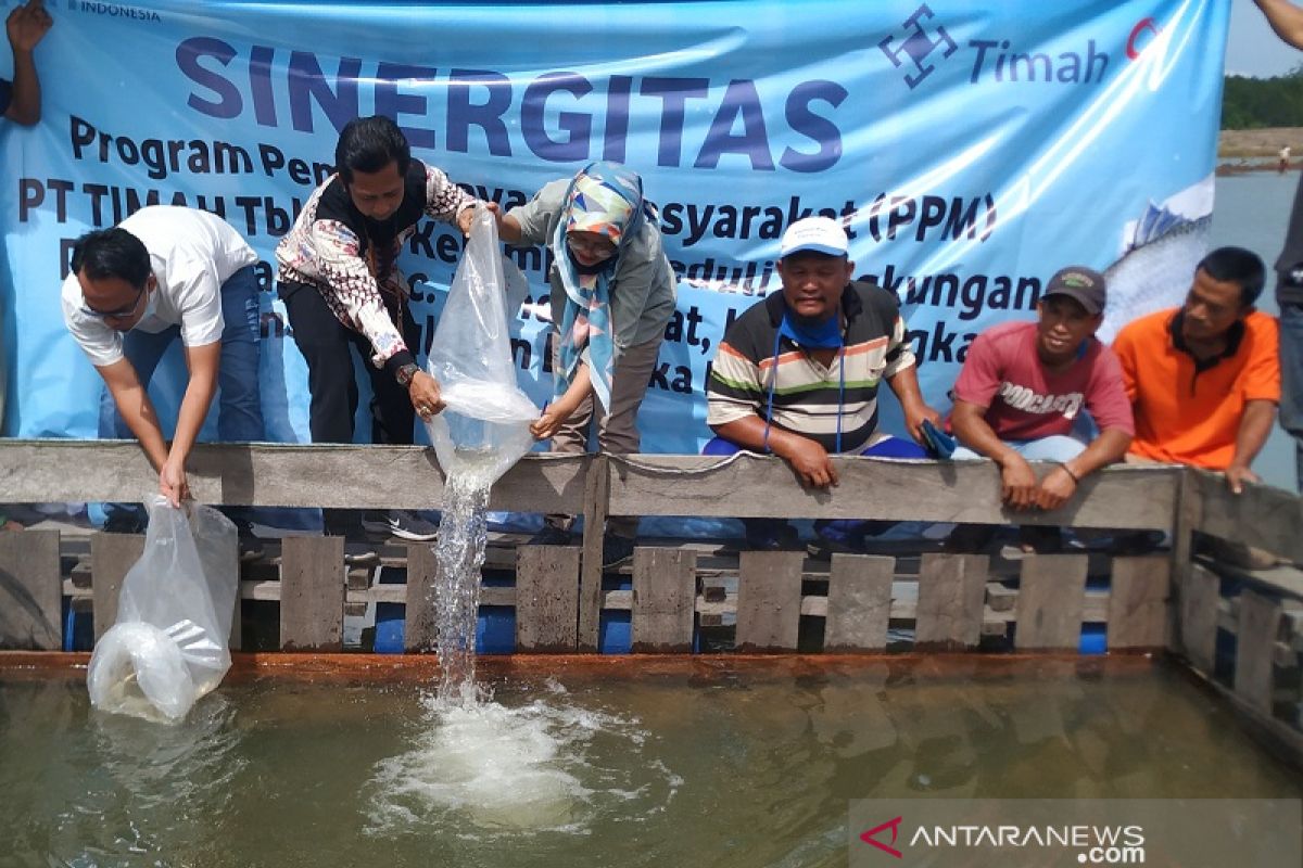 PT Timah tebar 5.000 kakap putih di bekas tambang