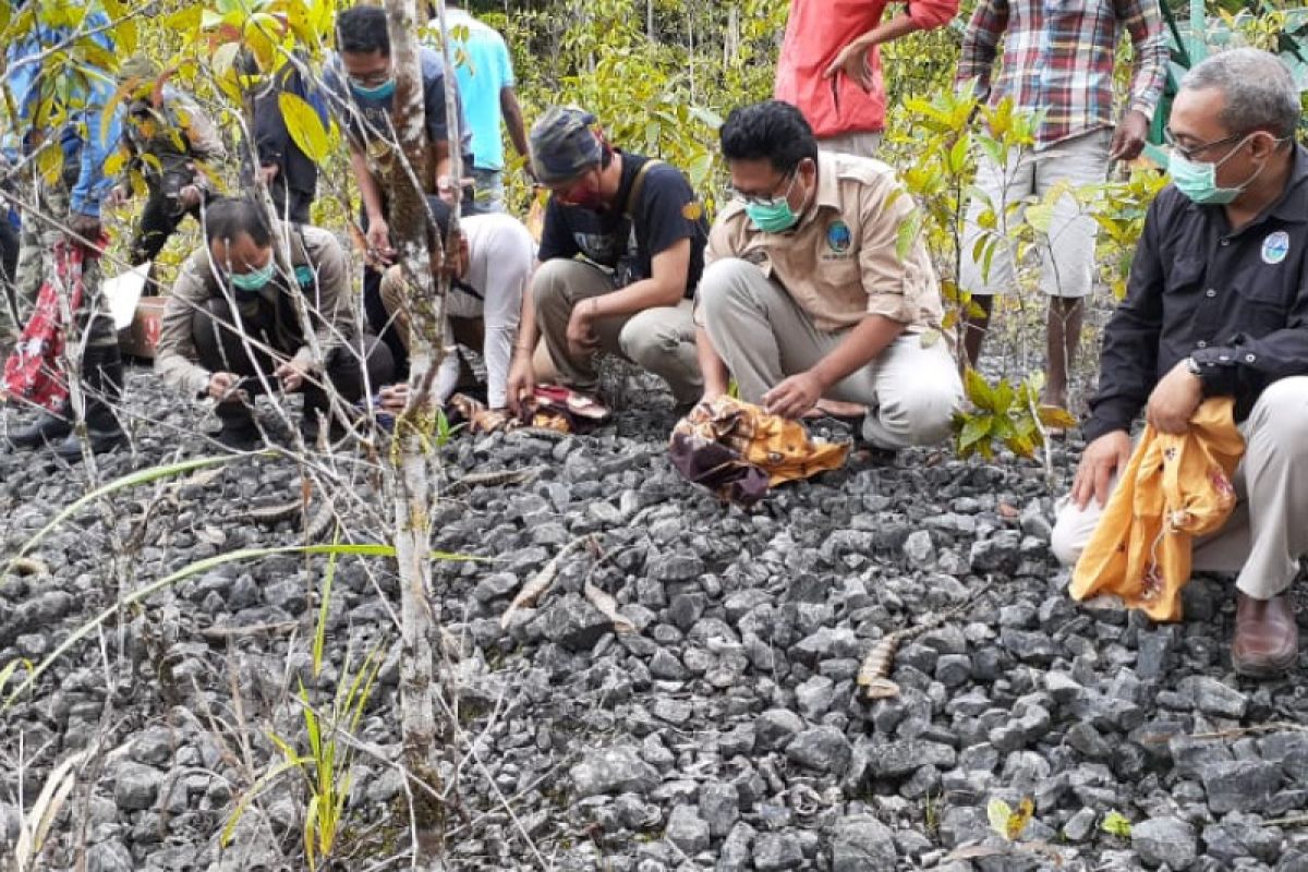 BKSDA Maluku lepas liarkan puluhan ekor satwa endemik di tanam Manusela