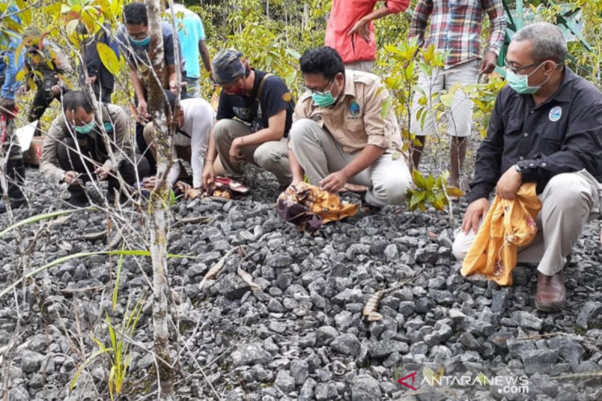 BKSDA Maluku lepasliarkan puluhan satwa endemik