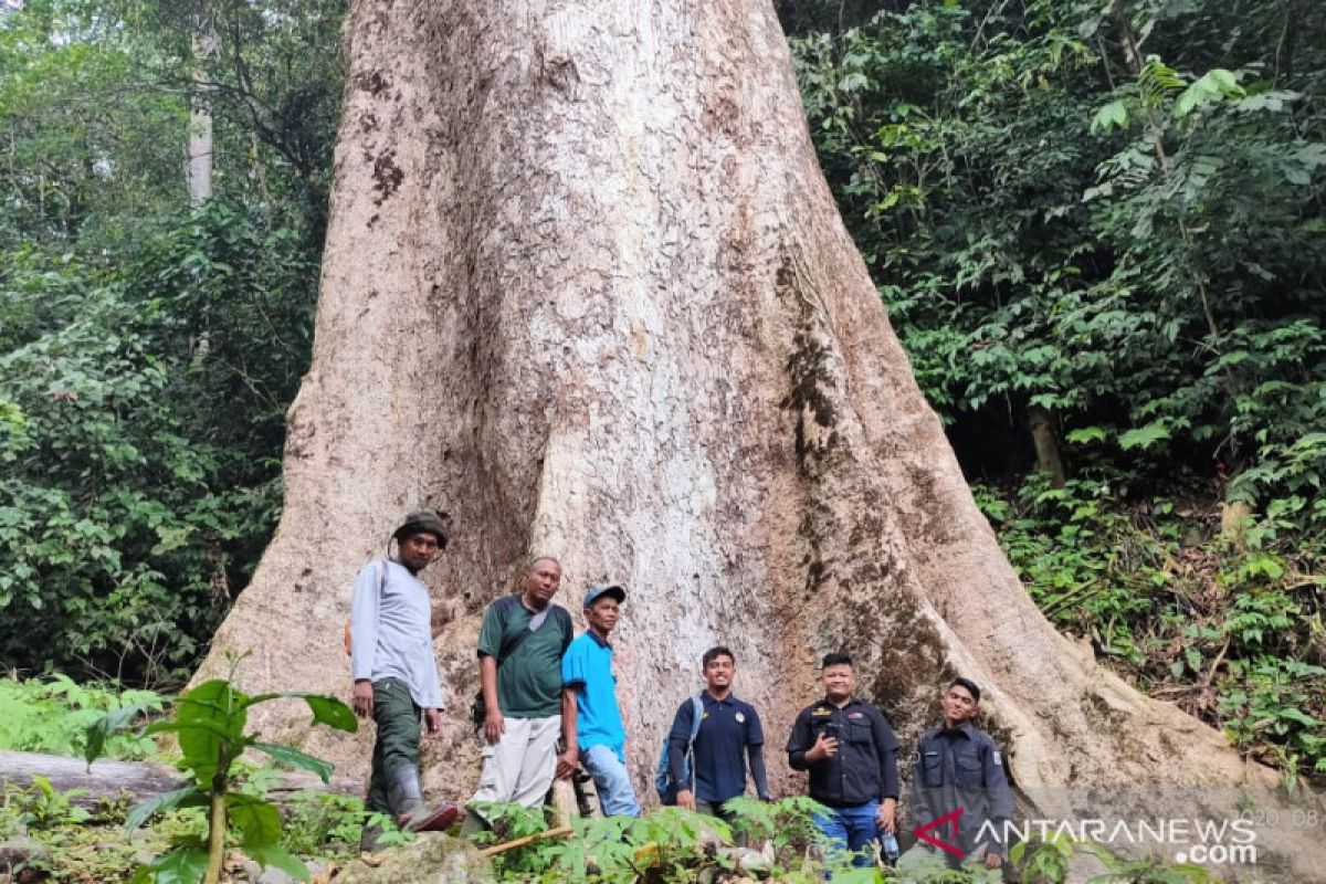 In Nagari Koto Malintang Agam forest there is a giant tree