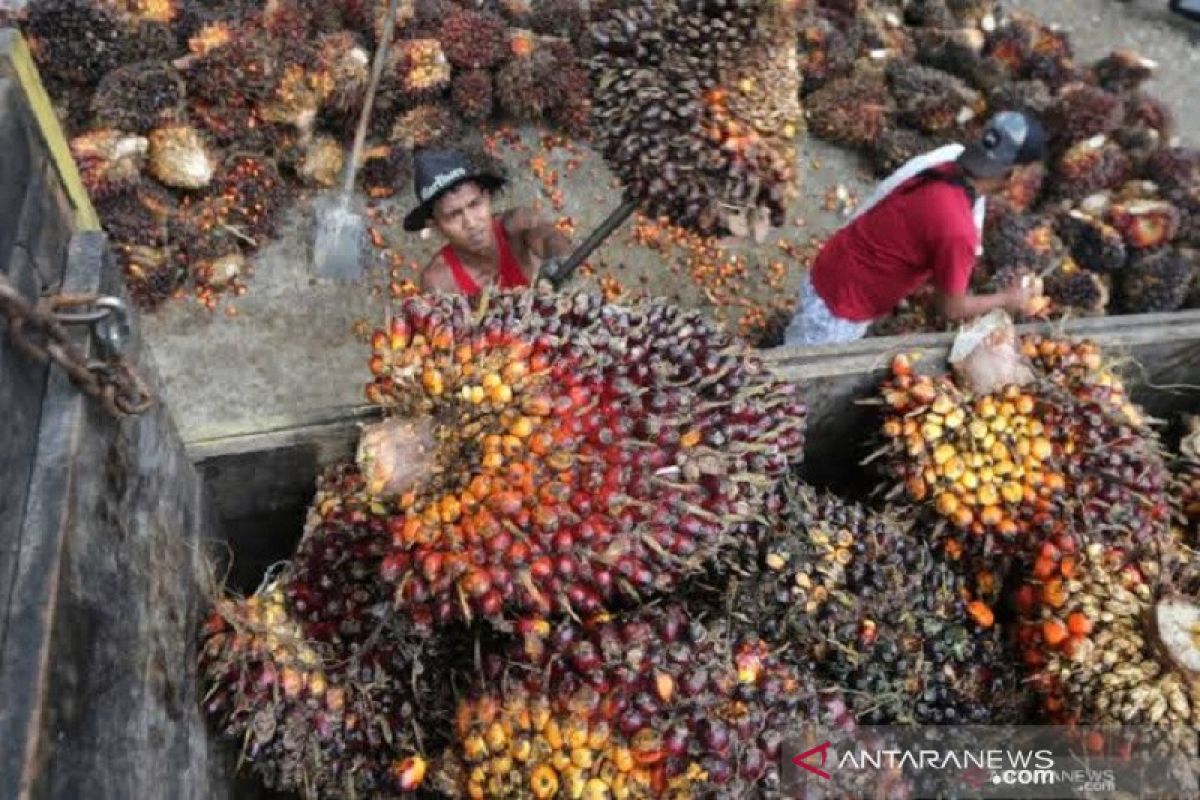 Harga CPO di Jambi naik Rp440 per kilogram, sekarang menjadi  Rp8.745