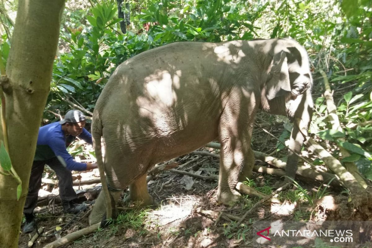 Anak gajah  diselamatkan dari jerat tali oleh tim BKSDA Aceh