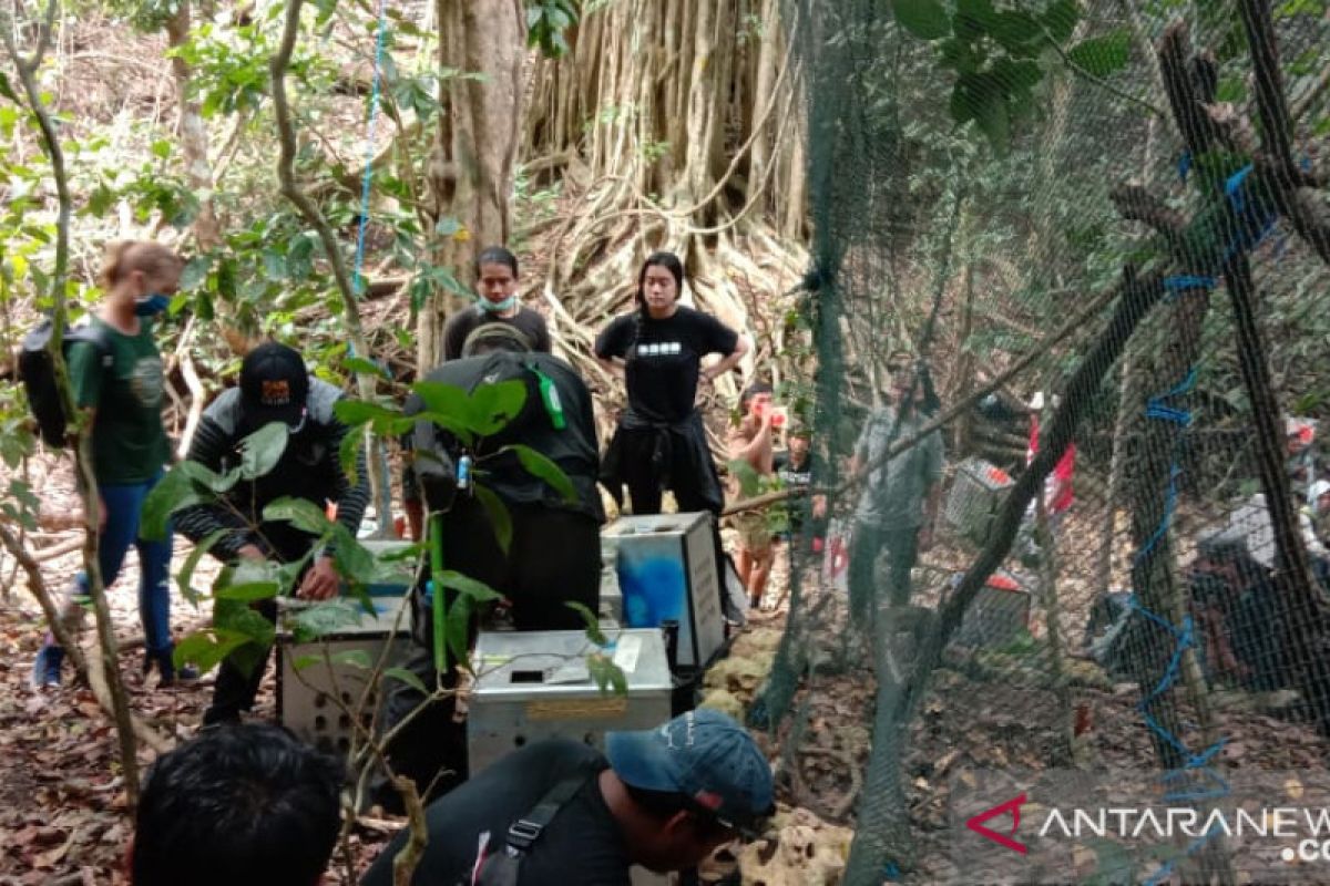 40 monyet ekor panjang dilepasliarkan di Pulau Nusa Barong