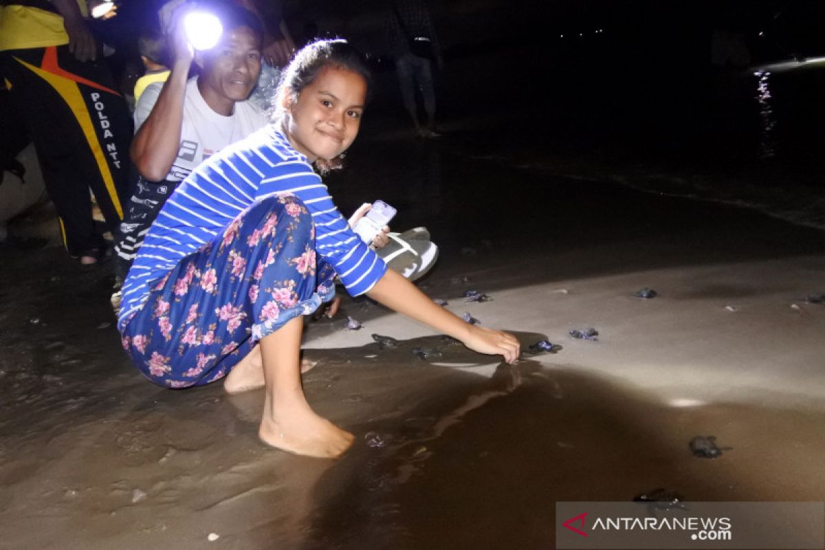 89 ekor tukik merdeka menuju laut NTT jelang HUT Kemerdekaan RI