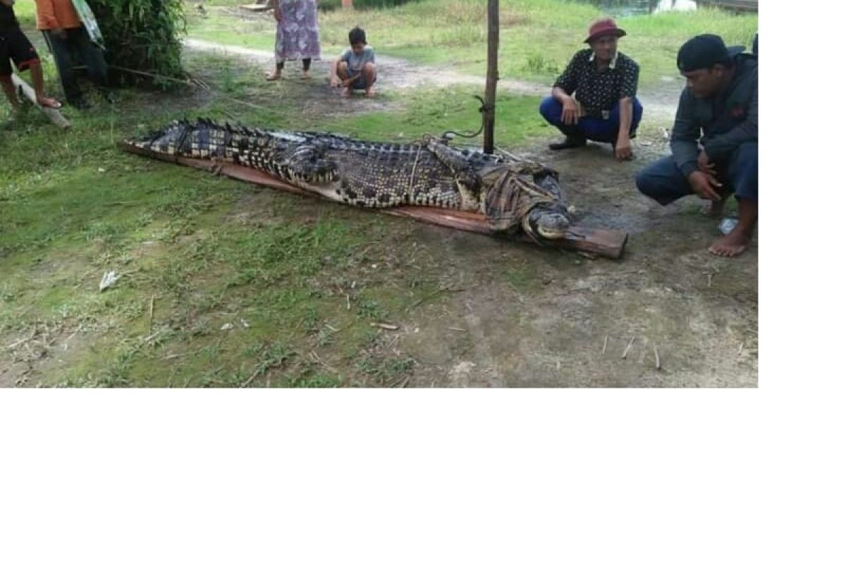 Warga Puding Besar Bangka tangkap buaya empat meter