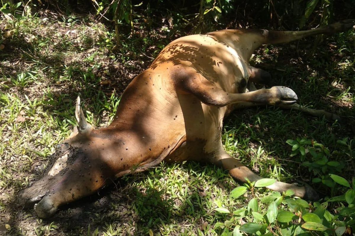 Harimau diduga terkam sapi milik warga di Aceh Jaya