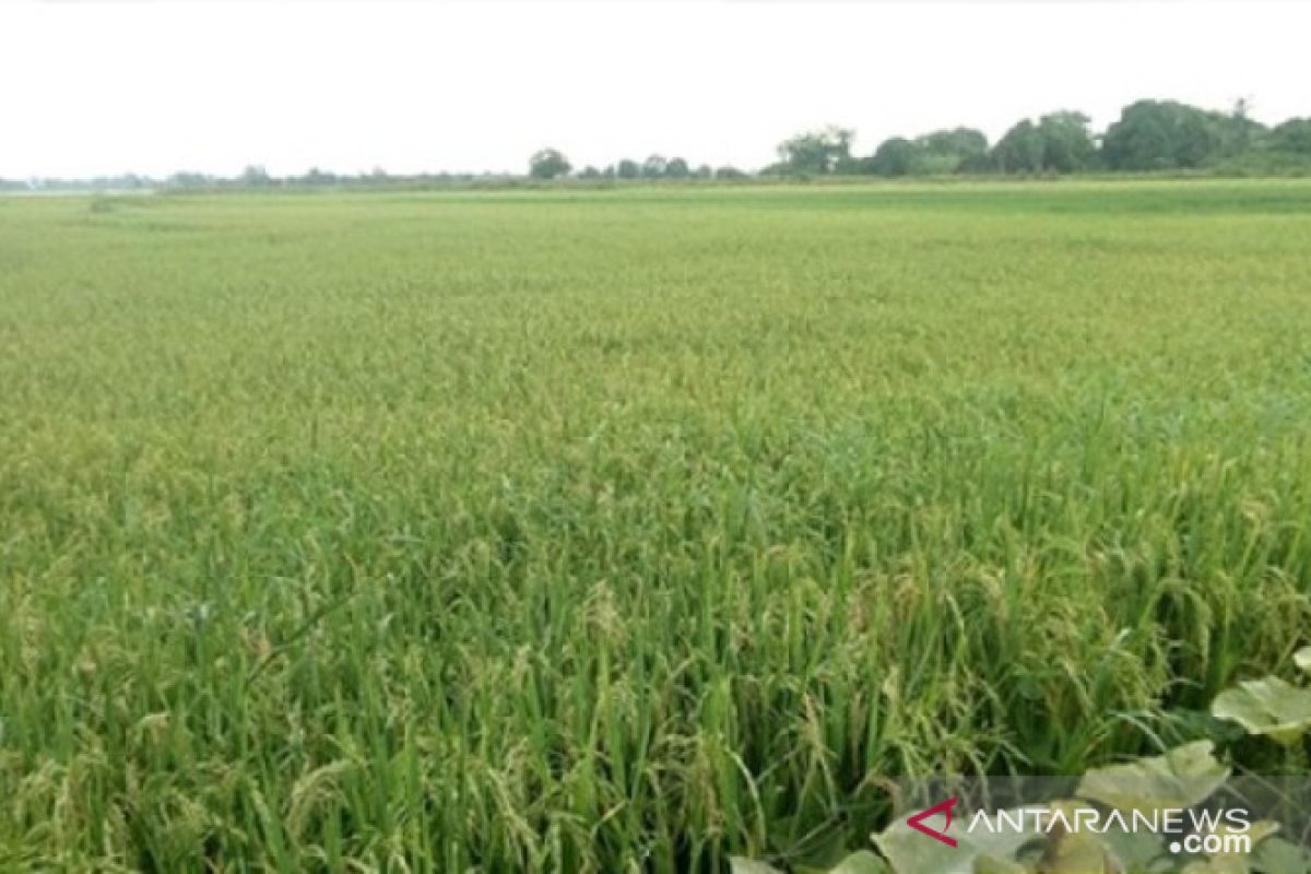 136 hektare sawah di Kabupaten Penajam diserang hama wereng