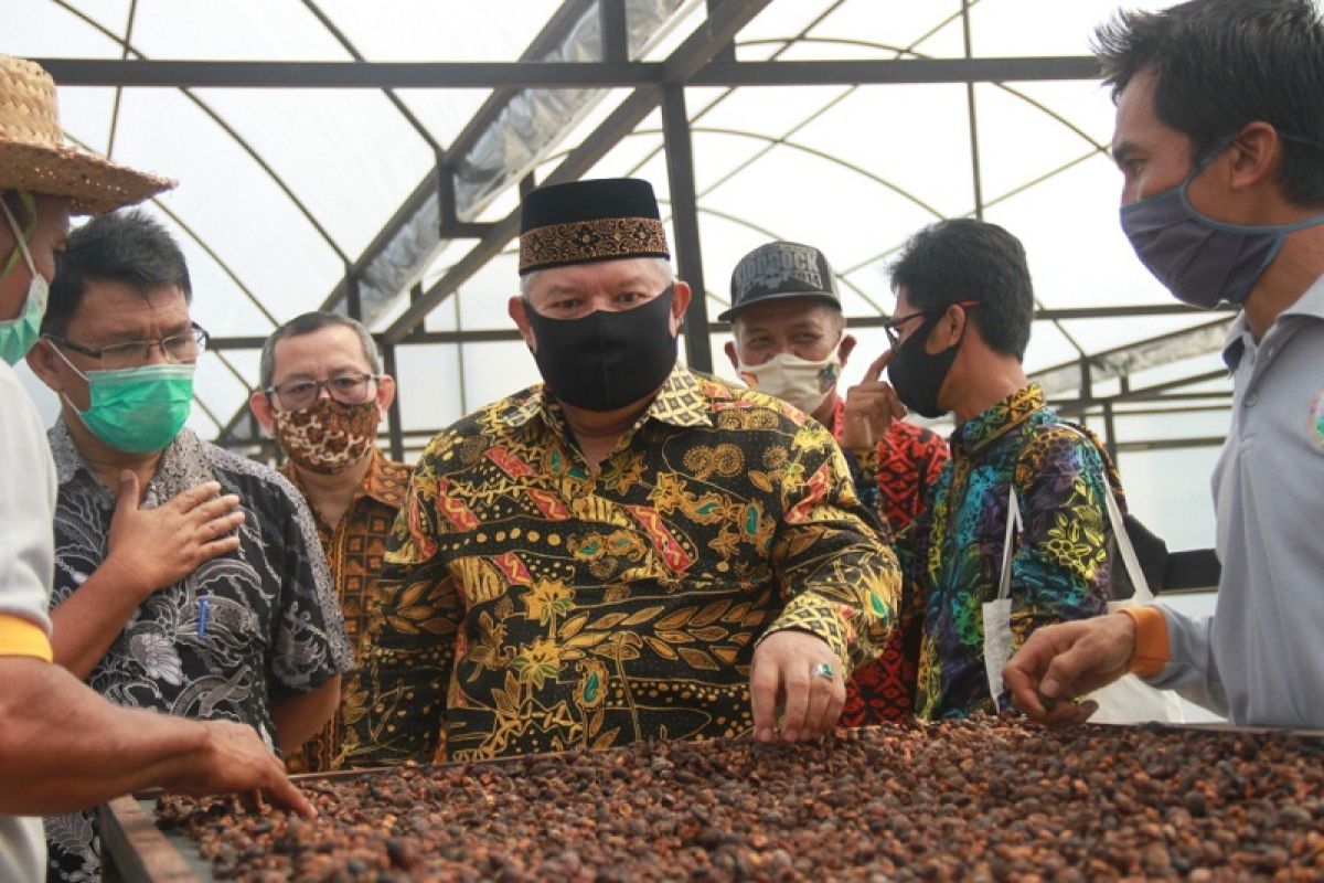 Pemkab Tanjabbar gandeng Unja kembangkan kopi liberika