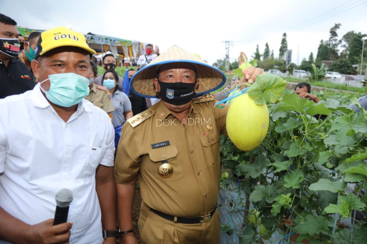 Gubernur Arinal panen perdana melon dan semangka di kebun Agrowisata Pesawaran