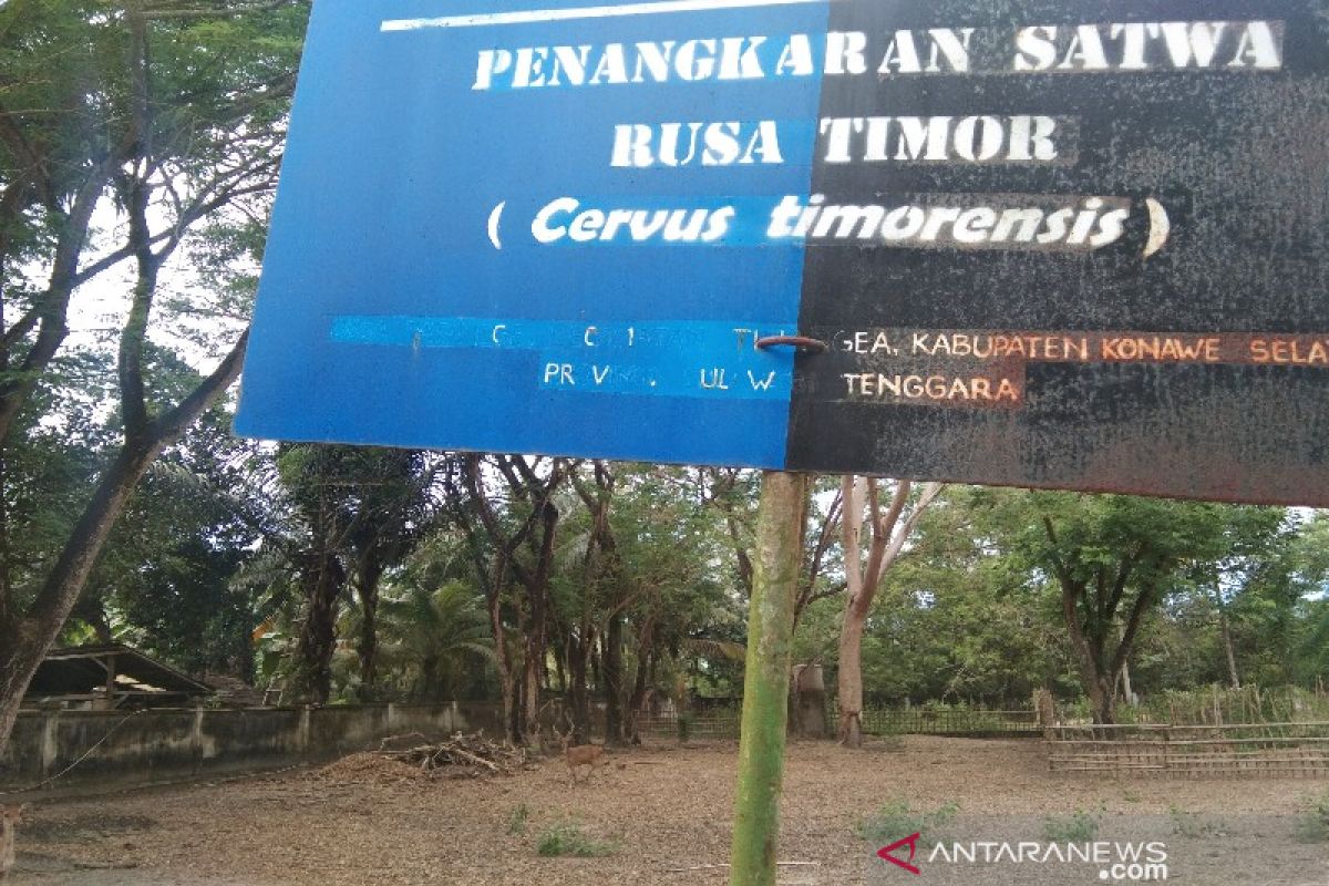 Taman Nasional Rawa Aopa membuat penangkaran pertahankan populasi rusa