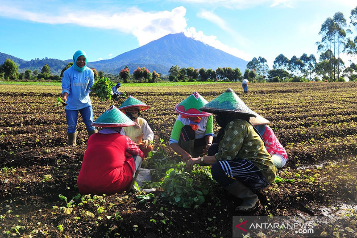 BPS: Upah nominal buruh tani Juli 2020 naik 0,20 persen