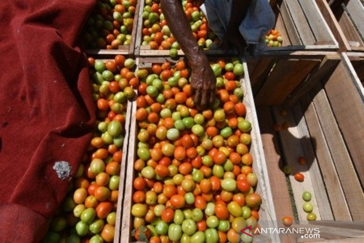 Pemprov Sulteng dorong masyarakat kembangkan komoditi hortikultura